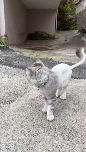 Турецкий лев 🦁. #Кошки #кот #котэ #турция #аланья #лето #море #отдых #отпуск #хозяин смотреть онлайн