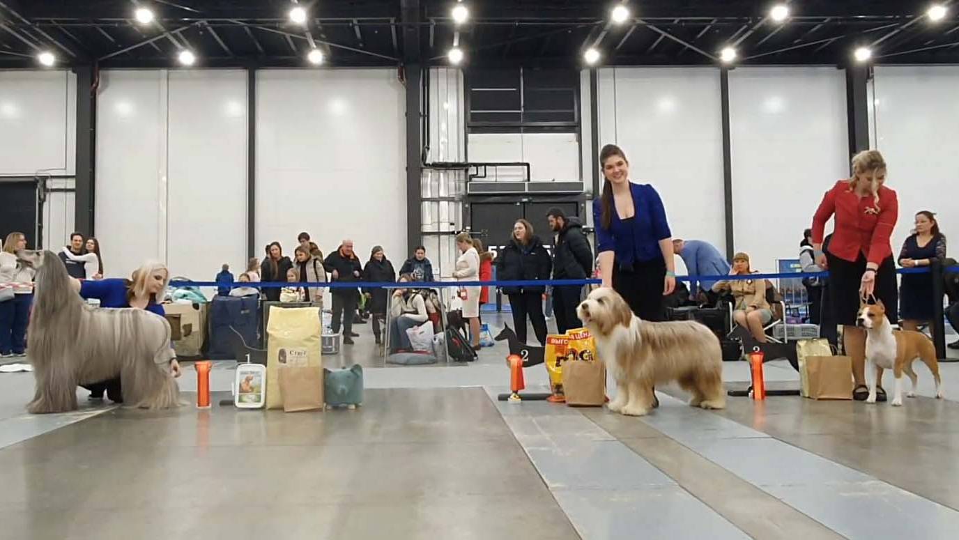 22.02.2025, СПб. Клуб "Вудфал" (РКФ, РФСС). Выставка собак всех пород "НЕВСКИЕ БЕРЕГА" (САС, ЧРКФ) смотреть онлайн