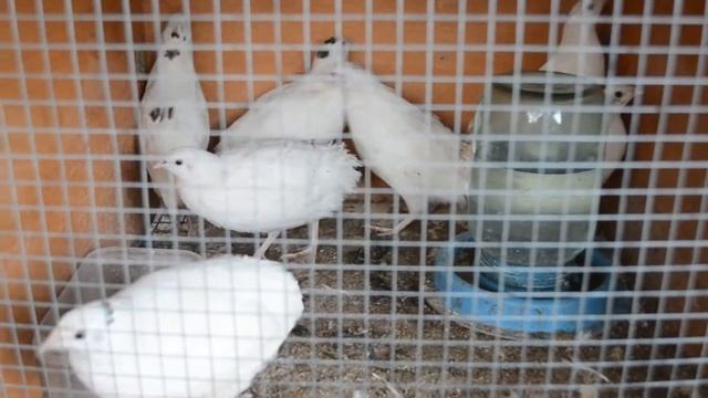 Какие звуки издают перепелки?