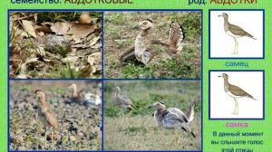 Авдотка. Голоса птиц