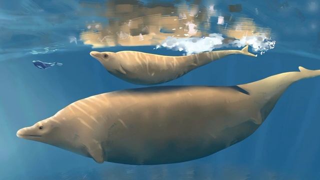 PERUCETUS, El nuevo animal mas grande? смотреть онлайн