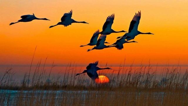 Emmanuil feat. Aliya - Улетают Птицы На Юг смотреть онлайн