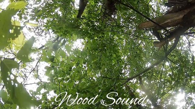 Мелодия леса (Стерео звук 44100 128kb/s)