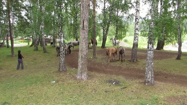 Лошадки на Дачном смотреть онлайн