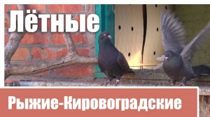 Лётные Рыжие-Кировоградские голуби Беляева В.А.