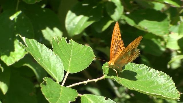 Bellissima farfalla Argynnis Paphia смотреть онлайн
