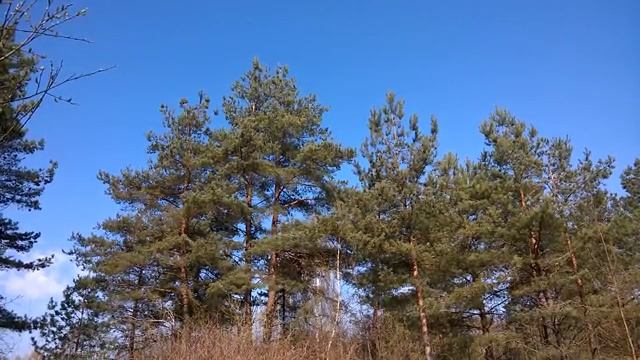 Домиквдеревневские звуки. Лес. смотреть онлайн