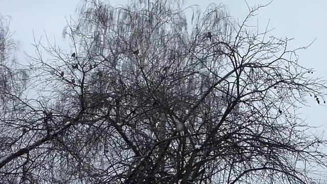 Птицы зимой - Birds in winter - Oiseaux en hiver - Uccelli in inverno - 冬の鳥 смотреть онлайн