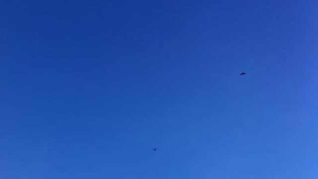 Всероссийский учет вальдшнепа на тяге 2013 смотреть онлайн