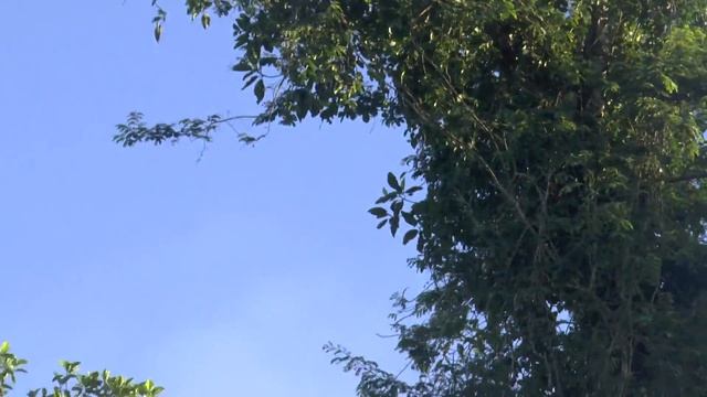 Borneo Sakau Rainforest Lodge #3 Kinabatgangan River Rhinoceros Hornbill Sighting 18 May 20 смотреть онлайн