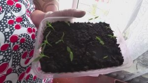 Наперекор лунному календарю