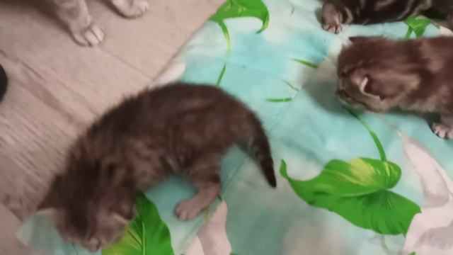 британские котята 16 дней смотреть онлайн