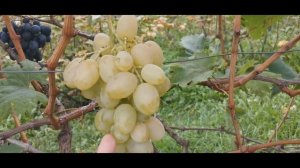 Виноград. сорт Боготяновский. на прививках 20 года. Сравнение с Подарком З...