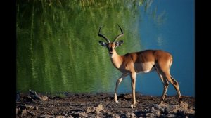 Антилопа-прыгун издает такой звук в дикой природе