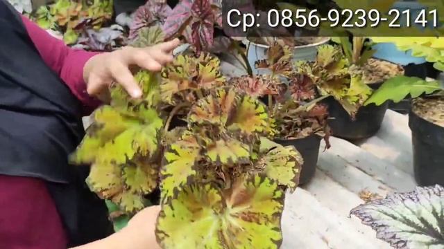 LAPAK TANAMAN HIAS MURAH MERIAH 📢 BAWAANNYA PENGIN BORONG смотреть онлайн