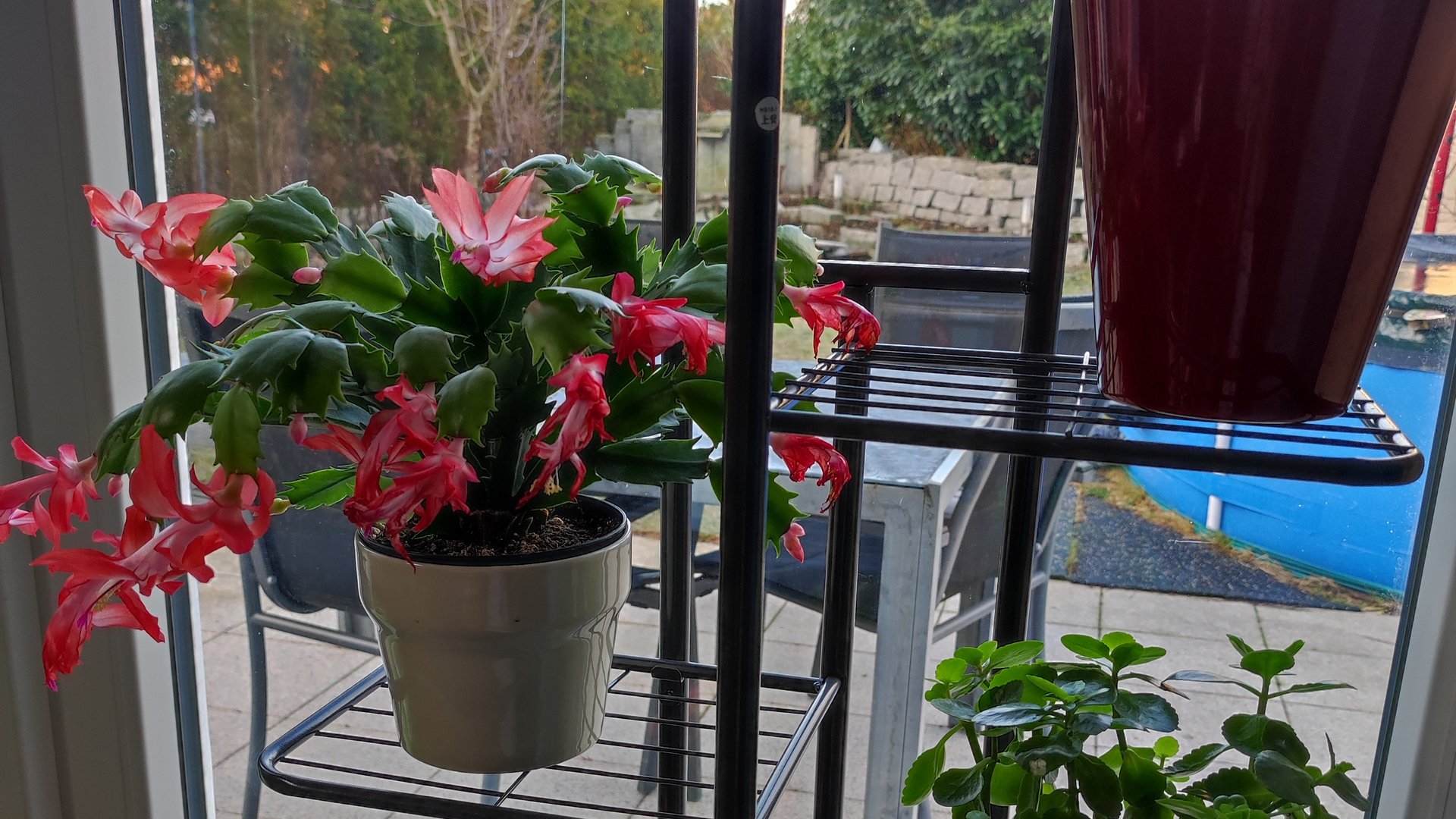 Декабристы зацветают в магазинах, а у Вас?