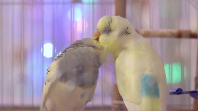 Новогоднее пение волнистых попугаев Тоши и Ксюши смотреть онлайн