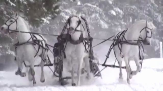 День Русской Тройки лошадей...поёт Бэджа Калмыков. Казахстан смотреть онлайн