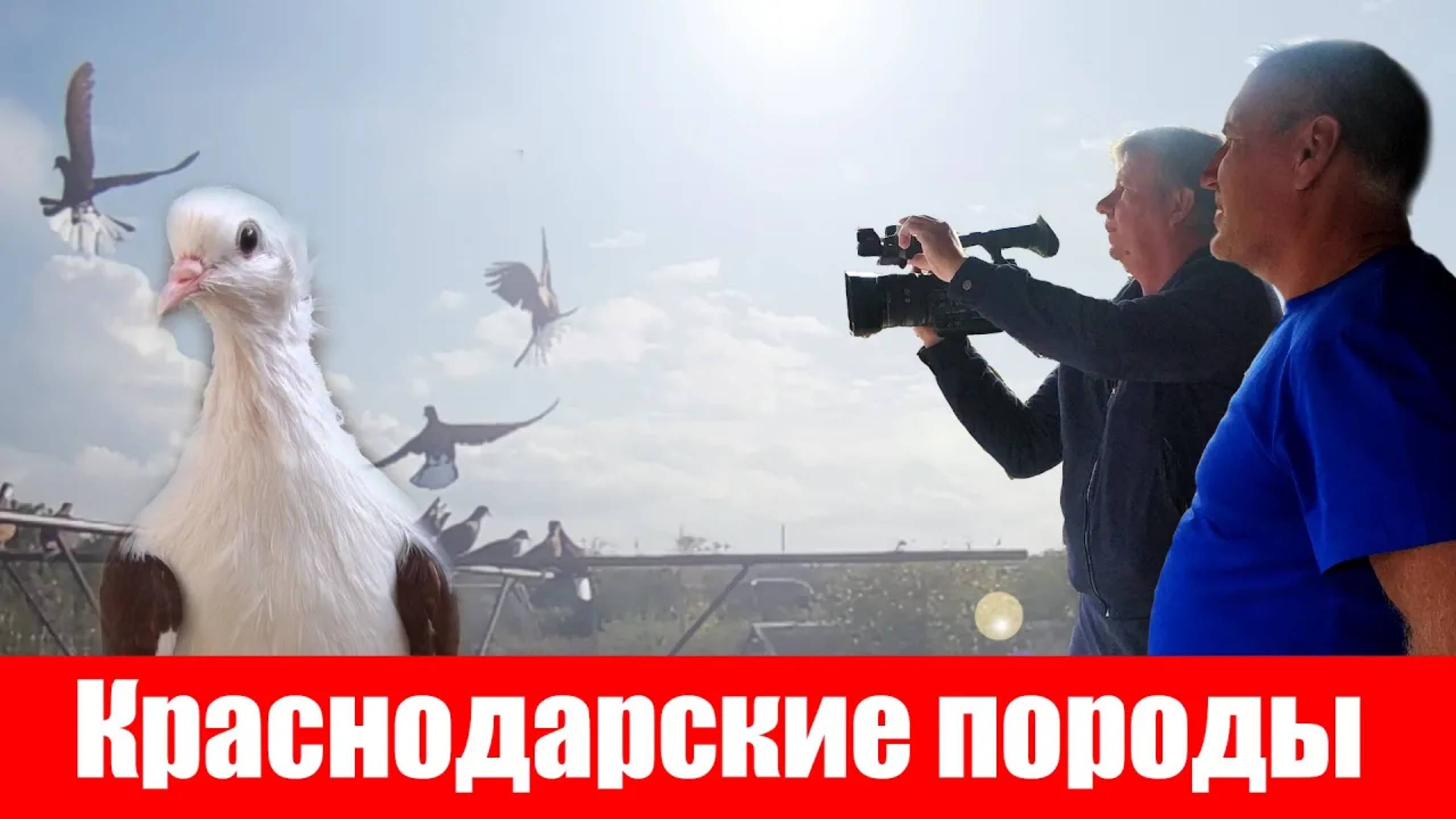 Краснодарские породы голубей