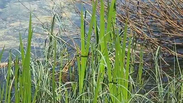 MVI 0693 Так поют лягушки. смотреть онлайн