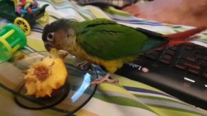 Голос пирруры