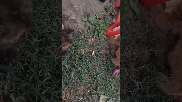 МНОГО КОШЕК