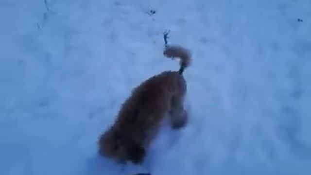 Бег по снегу смотреть онлайн