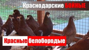 Краснодарские бойные голуби Юрия Авраменко