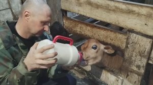 БУДНИ В УСАДЬБЕ БЕЛАЯ КОЗА🐐🧀❄️