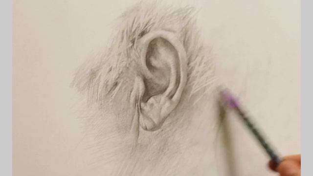 Процесс рисования возрастного уха смотреть онлайн