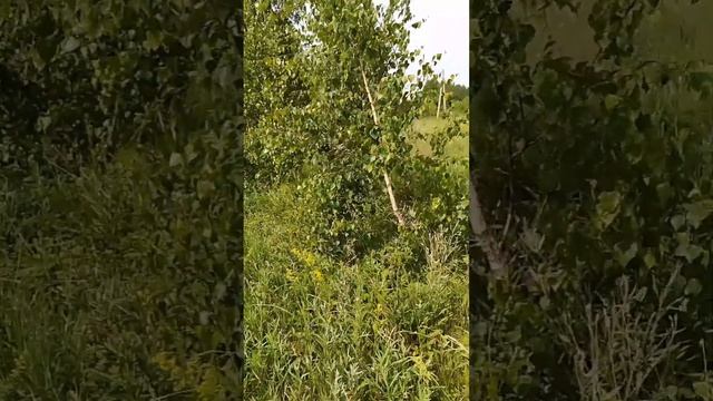 красота Божьего мира, христианская песня "кистью Творца созданы небеса" смотреть онлайн