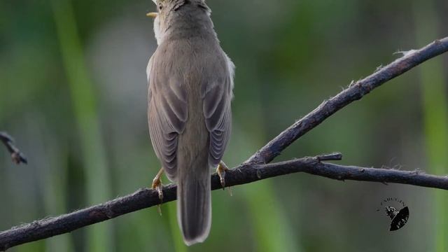 Болотная камышевка (Marsh Warbler) смотреть онлайн