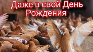 Что Такое День Рождения Без Голубей