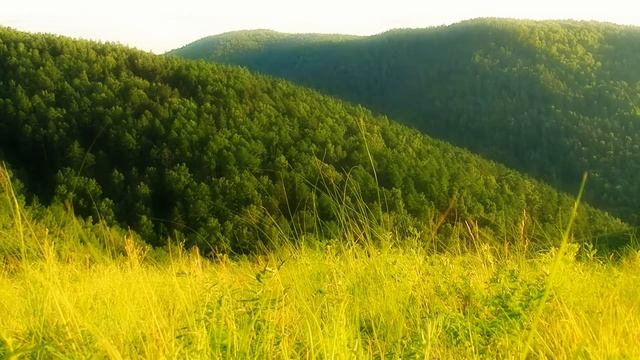 Вечерний лес | Evening forest смотреть онлайн