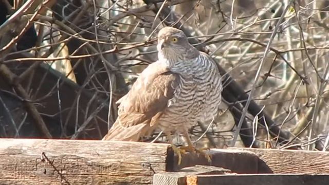 ястреб тетеревятник видео смотреть онлайн