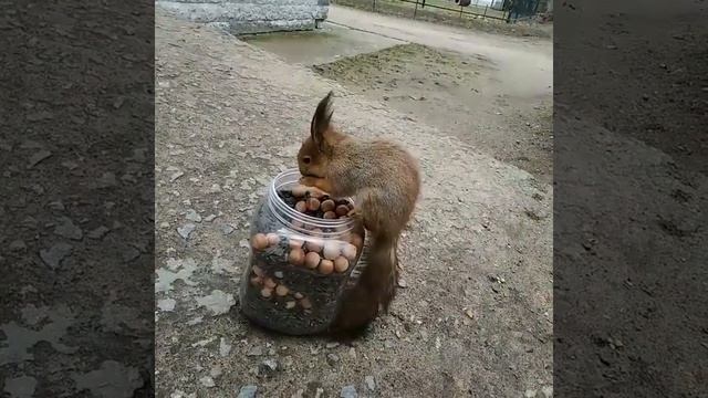 белочка смотреть онлайн