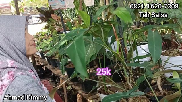 KARENA MAU PINDAHAN TANAMANNYA DIJUAL MURAH MERIAH SAJA ‼️ADA PROMO HARGA