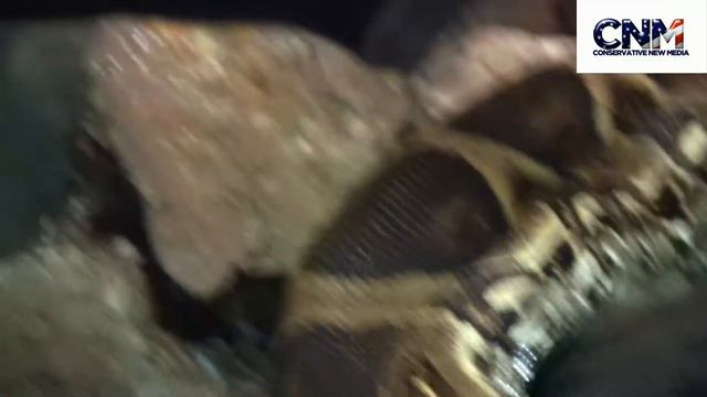 DEADLY Red Tail Boa Constricitor Snake in 1080P HD with CLOSE UP !!