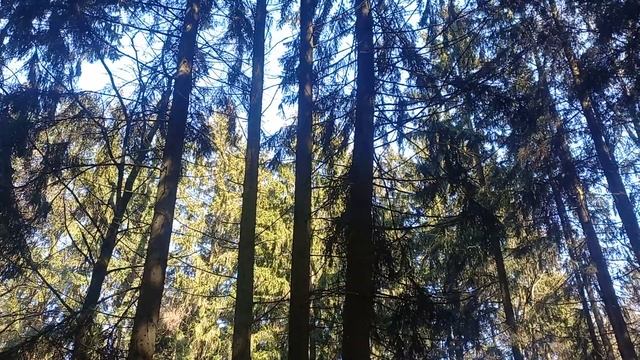 КРАСИВОЕ ПЕНИЕ ПТИЦ В ВЕСЕННЕМ ЛЕСУ! РЕЛАКС! BEAUTIFUL BIRDSONG IN THE SPRING FOREST! RELAX! смотреть онлайн