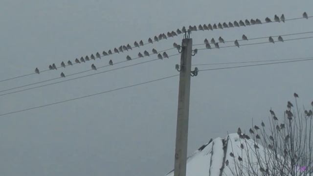 Прилетели свиристели смотреть онлайн