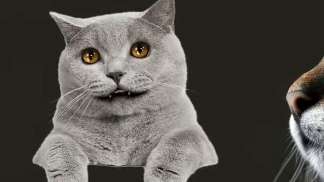 Песня про кота в исполнении кота | Смешной канал смотреть онлайн