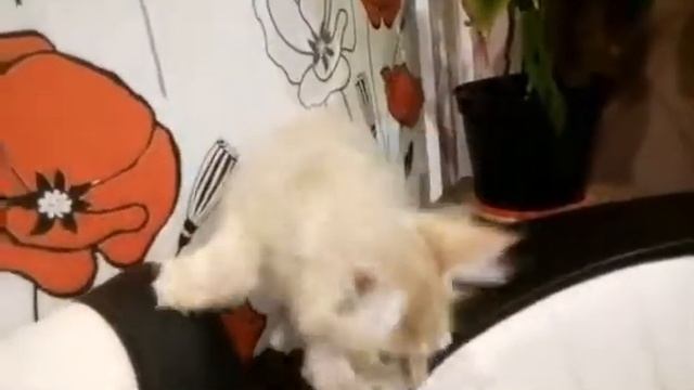 Cream полидакт смотреть онлайн