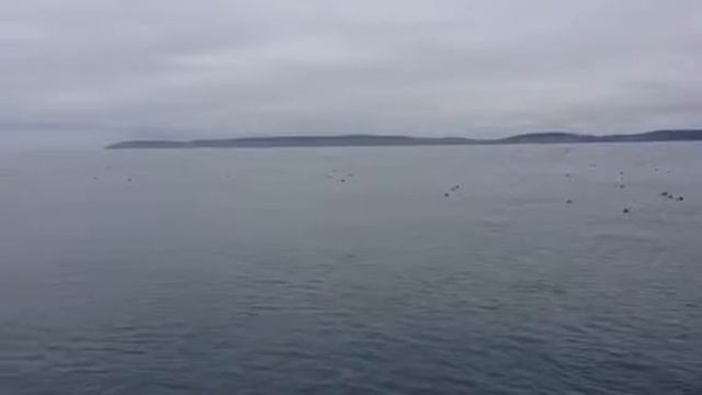 Rhinoceros Auklets return to Port Townsend Bay смотреть онлайн