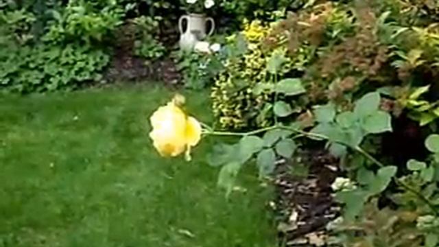 EDWARD ELGAR: Salut d'Amour смотреть онлайн