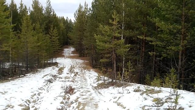 На опушке соснового леса вблизи дороги. смотреть онлайн