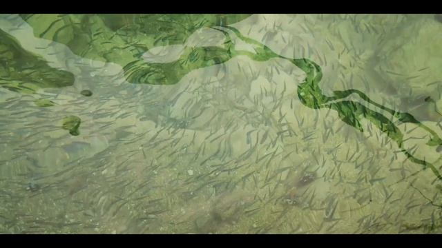 Адриатическое море Хорватия  Underwater World Of The Adriatic Sea.Fishing And Fish In Croatia.