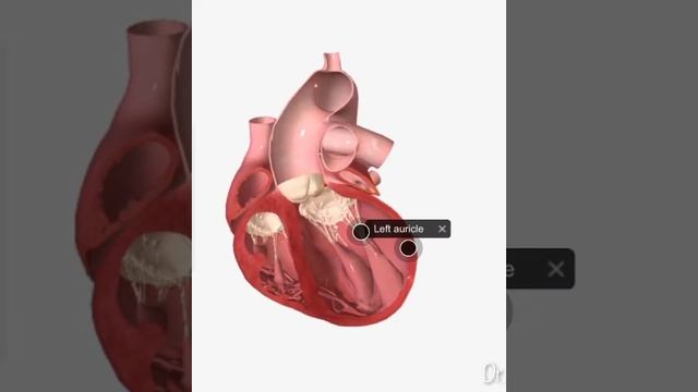 نارسایی یا عدم کفایه احتقانی قلب (CHF) смотреть онлайн
