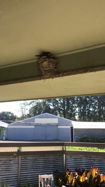 Baby Birds Just Outside Our Back Door #short #youtubeshort смотреть онлайн