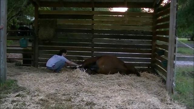 Indelibull Rose foaling - April 18, 2013 смотреть онлайн