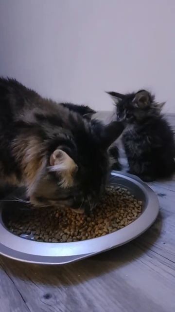 Maine Coon Volzhsky Utes смотреть онлайн